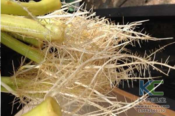 無土栽培，無土栽培技術