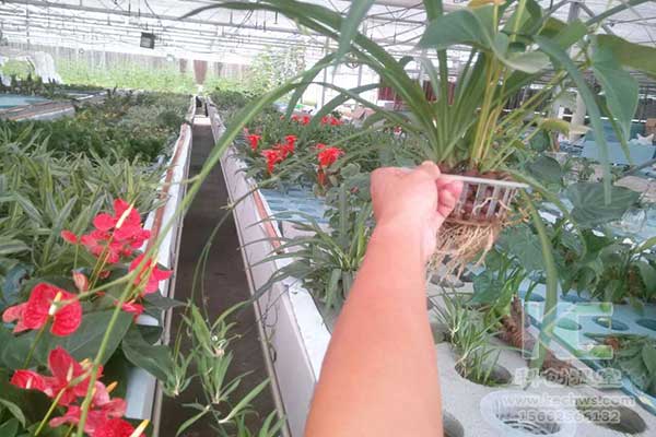 無(wú)土栽培，無(wú)土栽培技術(shù)，無(wú)土栽培設(shè)備