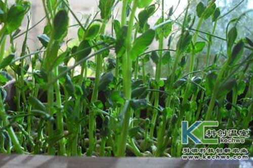 無土栽培，無土栽培技術，無土栽培設備