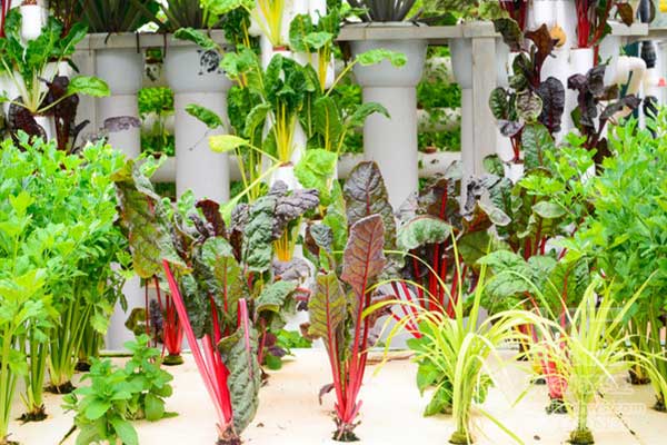 無土栽培，無土栽培技術(shù)，無土栽培設(shè)備