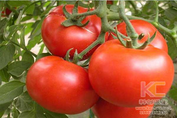 無土栽培，無土栽培技術，無土栽培設備