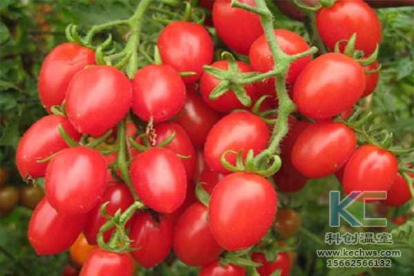 無土栽培，無土栽培技術(shù)，無土栽培設備