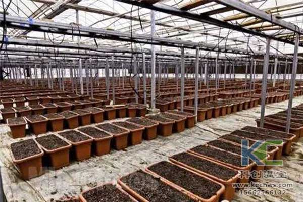 無土栽培，無土栽培技術(shù)，無土栽培設(shè)備