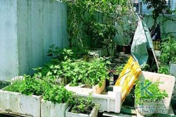 無土栽培，無土栽培技術，無土栽培設備