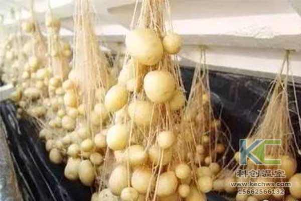 無土栽培，無土栽培技術，無土栽培設備