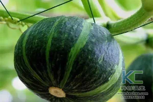 無(wú)土栽培，無(wú)土栽培技術(shù)，無(wú)土栽培設(shè)備