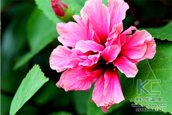 無土栽培，無土栽培技術，無土栽培設備