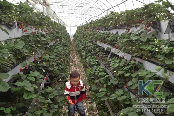 無土栽培，無土栽培技術