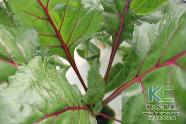 無(wú)土栽培，無(wú)土栽培技術(shù)，無(wú)土栽培設(shè)備