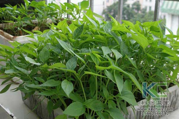 無土栽培，無土栽培技術，無土栽培設備