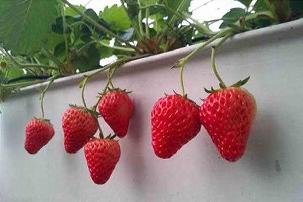 無土栽培，無土栽培技術