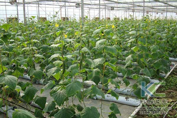 無土栽培，無土栽培技術，無土栽培設備