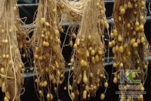 無土栽培，無土栽培技術(shù)，無土栽培設(shè)備