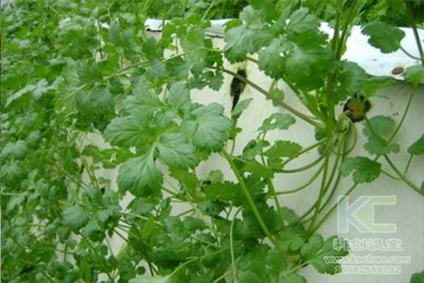 無土栽培，無土栽培技術(shù)，無土栽培設備