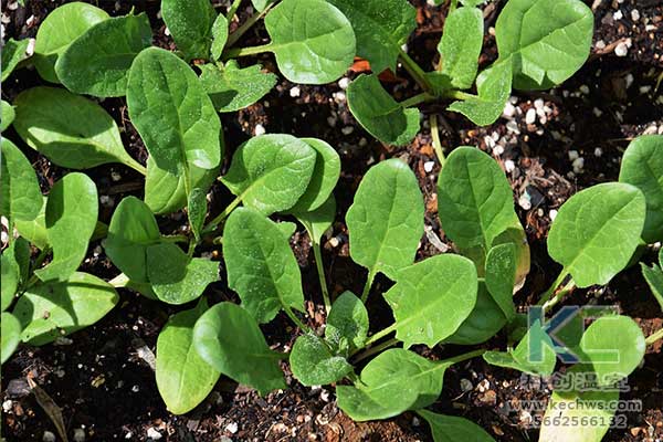 無土栽培，無土栽培技術(shù)