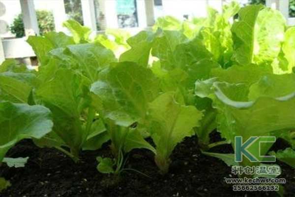 無土栽培，無土栽培技術