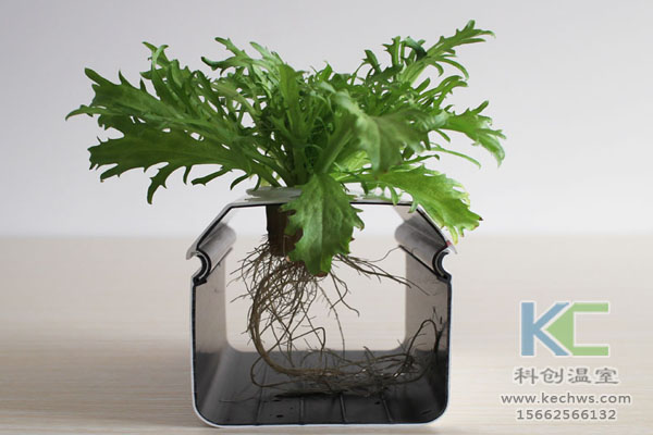 智能溫室無土栽培,無土栽培技術(shù),溫室大棚,無土栽培