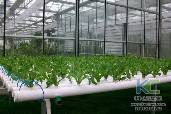蔬菜無土栽培,無土栽培技術,無土栽培設備,無土栽培