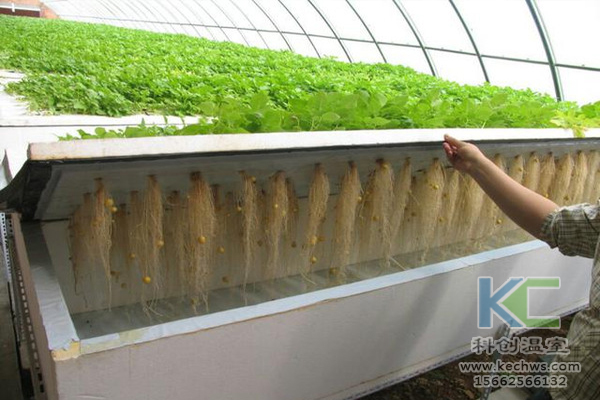 無土栽培，無土栽培技術，無土栽培設備，溫室大棚