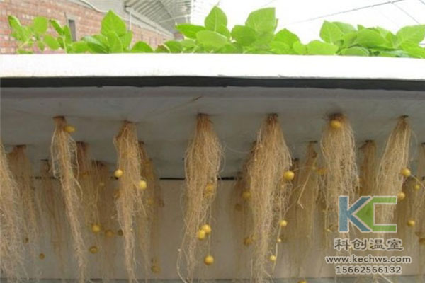 智能溫室無土栽培,無土栽培技術(shù),溫室大棚,無土栽培