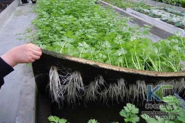 無(wú)土栽培技術(shù)，無(wú)土栽培設(shè)備，無(wú)土栽培，溫室大棚