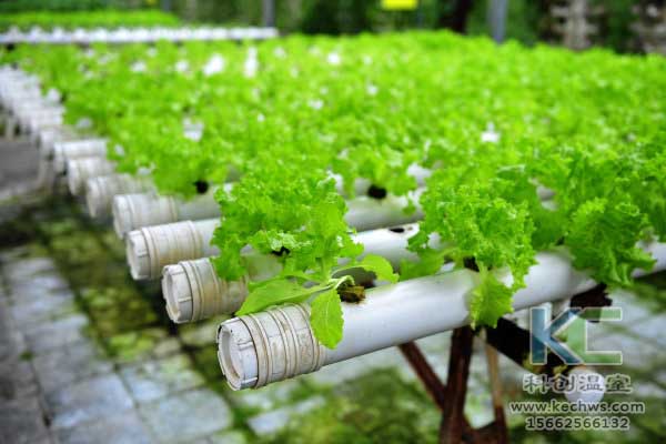 無(wú)土栽培,無(wú)土栽培技術(shù),無(wú)土栽培設(shè)備,蔬菜栽培