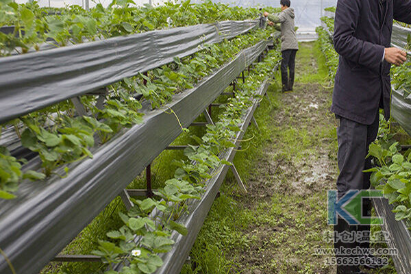 無(wú)土栽培，無(wú)土栽培技術(shù)，無(wú)土栽培設(shè)備