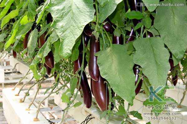 無土栽培技術(shù)，無土栽培設(shè)備，無土栽培，溫室大棚