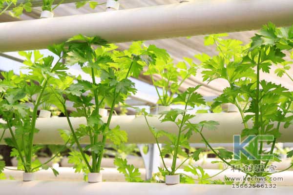 無土栽培，無土栽培技術(shù)，無土栽培設(shè)備