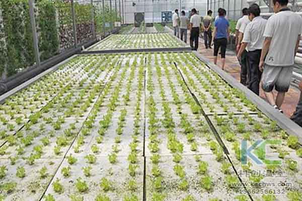 無(wú)土栽培技術(shù)，無(wú)土栽培設(shè)備，無(wú)土栽培，溫室大棚