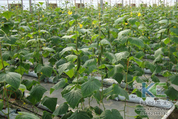 無土栽培，無土栽培技術，無土栽培設備