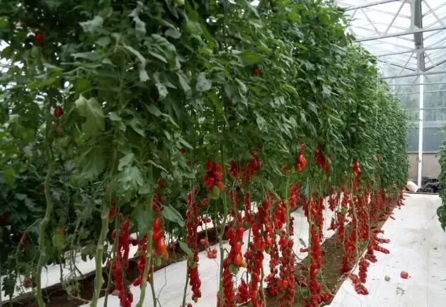 無土栽培，無土栽培技術(shù)，無土栽培設(shè)備