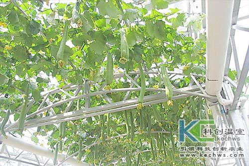 無(wú)土栽培,絲瓜