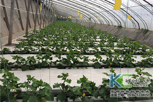 無土栽培，無土栽培技術，無土栽培設備