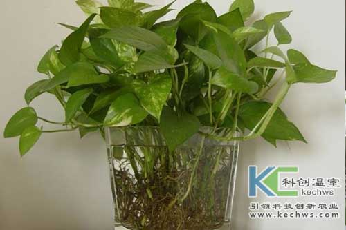 無(wú)土栽培，無(wú)土栽培技術(shù)，無(wú)土栽培設(shè)備