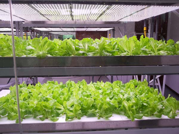 無(wú)土栽培，無(wú)土栽培技術(shù)，無(wú)土栽培設(shè)備