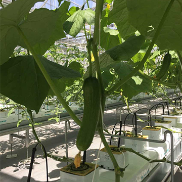 無土栽培,無土栽培技術,無土栽培設備