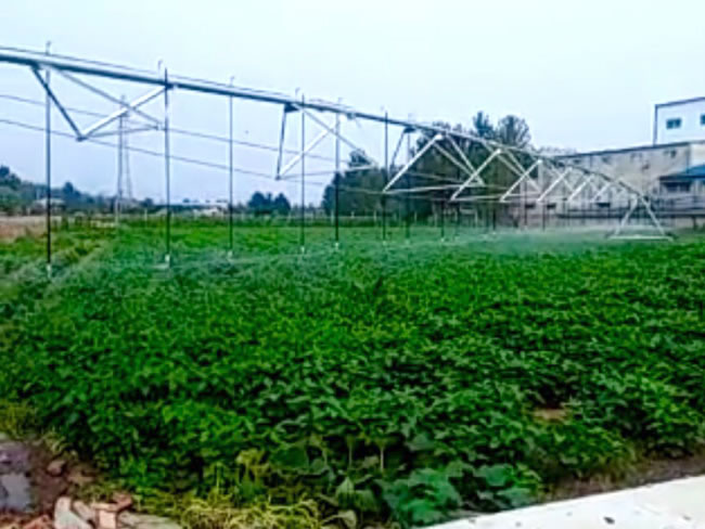 無土栽培,無土栽培技術(shù),無土栽培設(shè)備