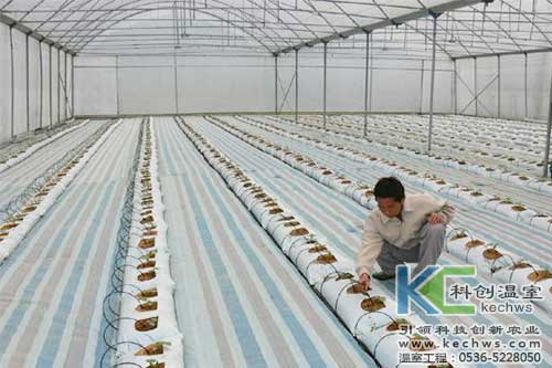 無土栽培，無土栽培技術，無土栽培設備