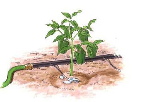 無(wú)土栽培,無(wú)土栽培技術(shù),無(wú)土栽培設(shè)備