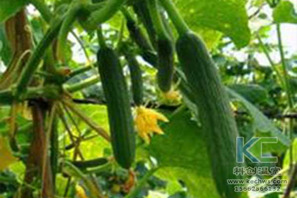 無土栽培，無土栽培技術，無土栽培設備