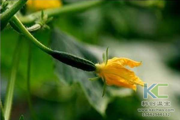 無土栽培，無土栽培技術，無土栽培設備