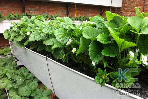 無土栽培，無土栽培技術，無土栽培設備