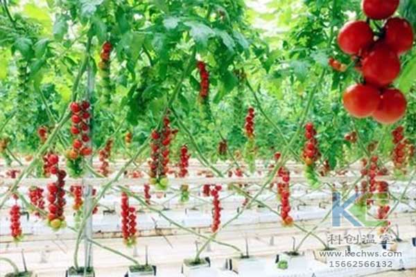 無土栽培，無土栽培技術，無土栽培設備