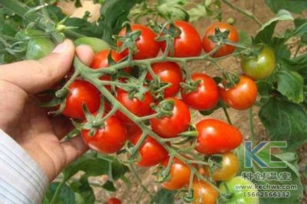 無土栽培，無土栽培技術(shù)，無土栽培設(shè)備