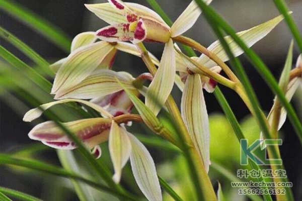 無土栽培，無土栽培技術(shù)，無土栽培設(shè)備