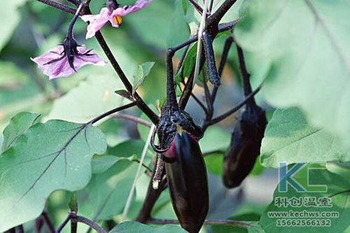無土栽培,無土栽培技術(shù),無土栽培設(shè)備