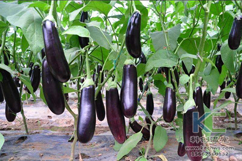 無土栽培,無土栽培技術(shù),無土栽培設(shè)備