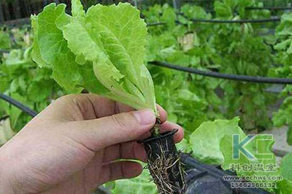 無土栽培，無土栽培技術，無土栽培設備