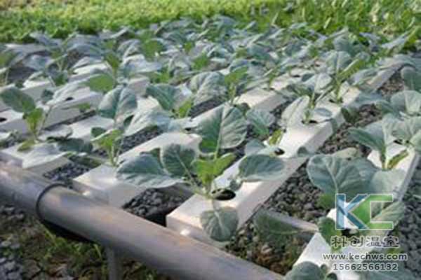 無土栽培，無土栽培技術，無土栽培設備